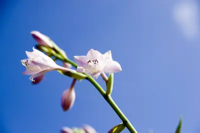 Photograph of Hosta 'Great Lakes Gold'