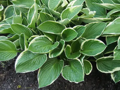 Photograph of Hosta 'Green Gold'