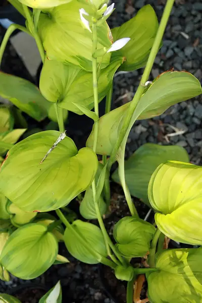 Photograph of Hosta 'Guacamole'