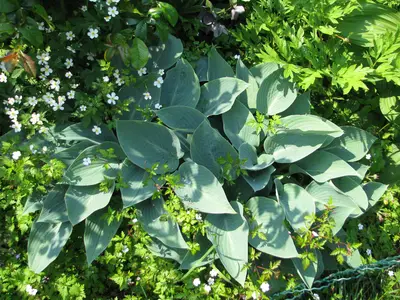 Photograph of Hosta 'Halcyon'