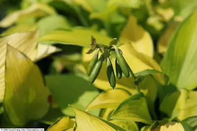 Photograph of Hosta 'Inniswood'
