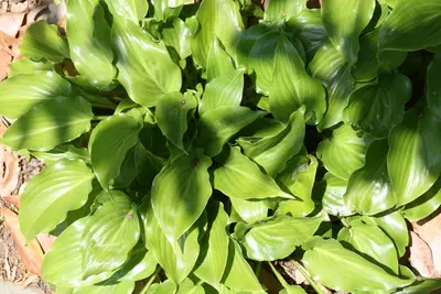 Photograph of Hosta 'Invincible'