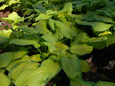 Photograph of Hosta 'Island Charm'