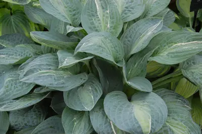 Photograph of Hosta 'Kiwi Full Monty'