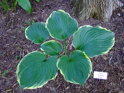 Photograph of Hosta 'Leading Lady'