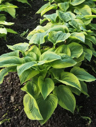 Photograph of Hosta 'Mama Mia'