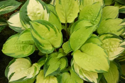 Photograph of Hosta 'Paradise Island'