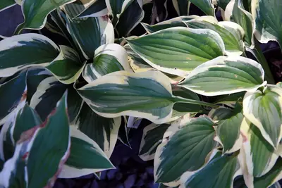 Photograph of Hosta 'Patriot'