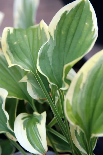Photograph of Hosta 'Pilgrim'