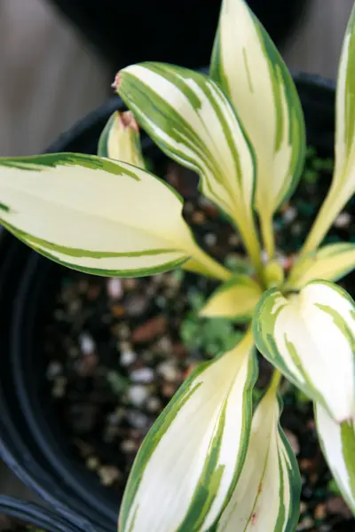 Photograph of Hosta 'Remember Me'
