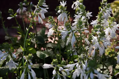Photograph of Hosta 'Royal Standard'