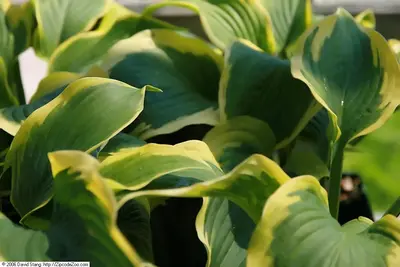 Photograph of Hosta 'Satisfaction'