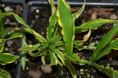 Photograph of Hosta 'Stiletto'