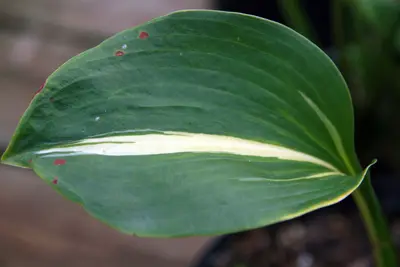 Photograph of Hosta 'Thunderbolt'