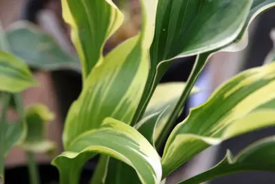 Photograph of Hosta 'Torchlight'