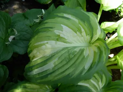 Photograph of Hosta 'War Paint'