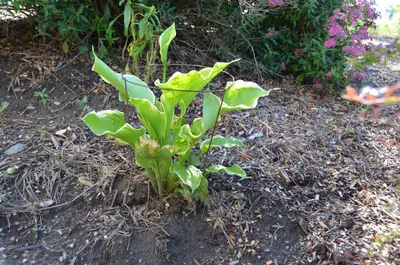Photograph of Hosta 'Winter Snow'