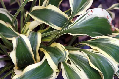 Photograph of Hosta 'Wolverine'