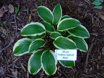 Photograph of Hosta 'Yellow Splash Rim'
